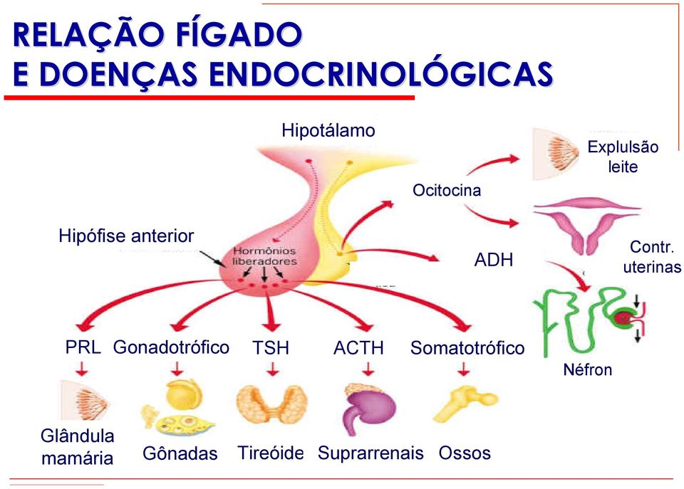 uterinas PRL Gonadotrófico TSH ACTH Somatotrófico