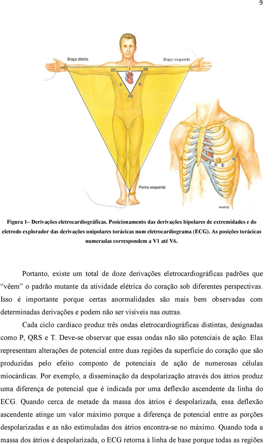 Portanto, existe um total de doze derivações eletrocardiográficas padrões que vêem o padrão mutante da atividade elétrica do coração sob diferentes perspectivas.