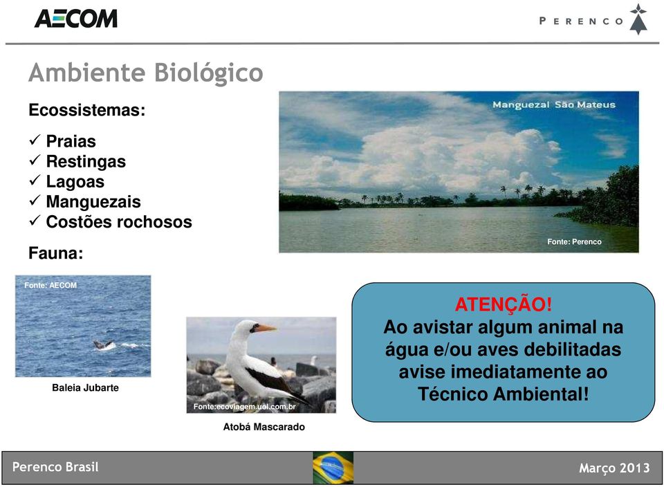 com Fonte: Perenco Fonte: AECOM Baleia Jubarte Fonte:ecoviagem.uol.com.br Atobá Mascarado ATENÇÃO!