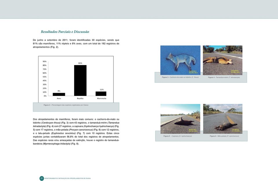 tetradactyla) Figura 2 Percentagem das espécies registradas por Classe Dos atropelamentos de mamíferos, foram mais comuns: o cachorro-do-mato ou lobinho (Cerdocyon thous) (Fig.