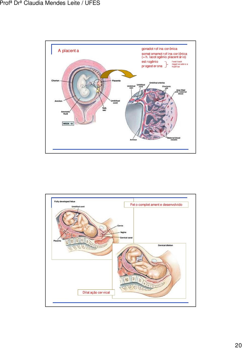 lacotogênio placentário) estrogênio progesterona