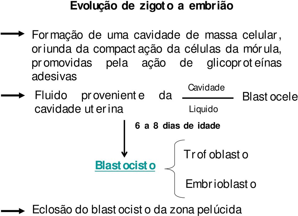 adesivas Fluido proveniente da cavidade uterina Cavidade Liquido 6 a 8 dias de