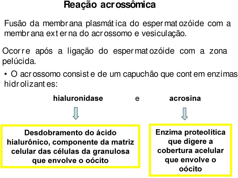 O acrossomo consiste de um capuchão que contem enzimas hidrolizantes: hialuronidase e acrosina Desdobramento do