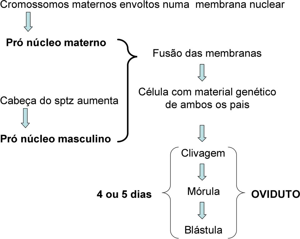 aumenta Célula com material genético de ambos os pais