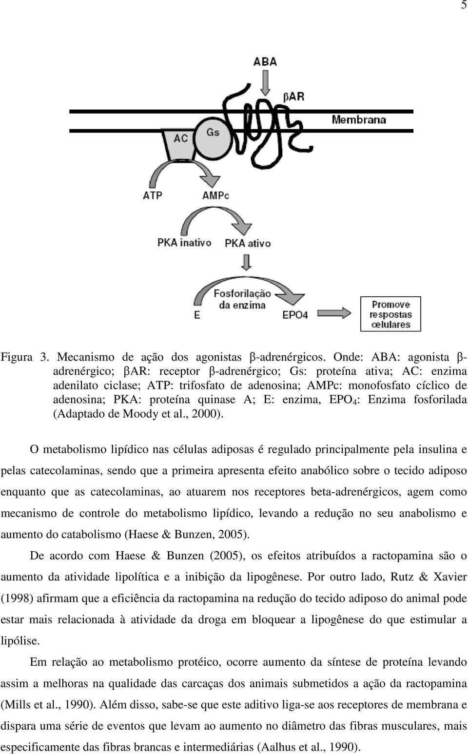 quinase A; E: enzima, EPO 4 : Enzima fosforilada (Adaptado de Moody et al., 2000).
