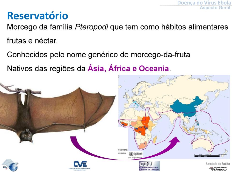 Conhecidos pelo nome genérico de morcego-da-fruta