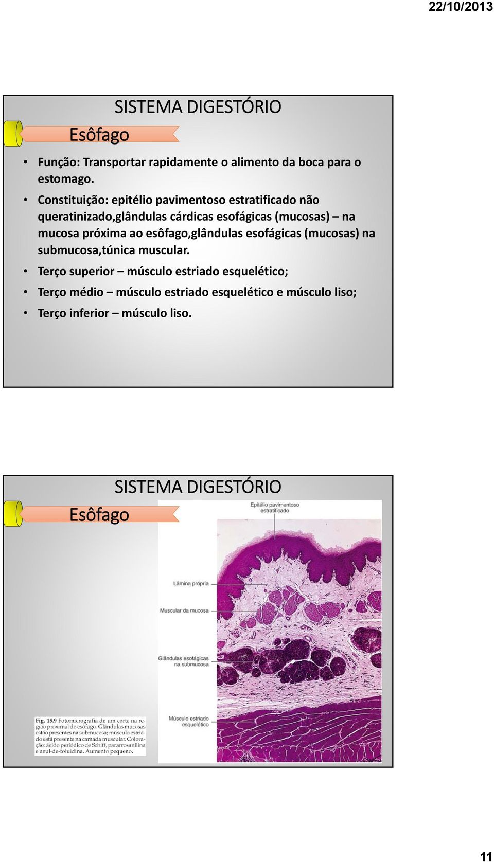 (mucosas) na mucosa próxima ao esôfago,glândulas esofágicas (mucosas) na submucosa,túnica muscular.