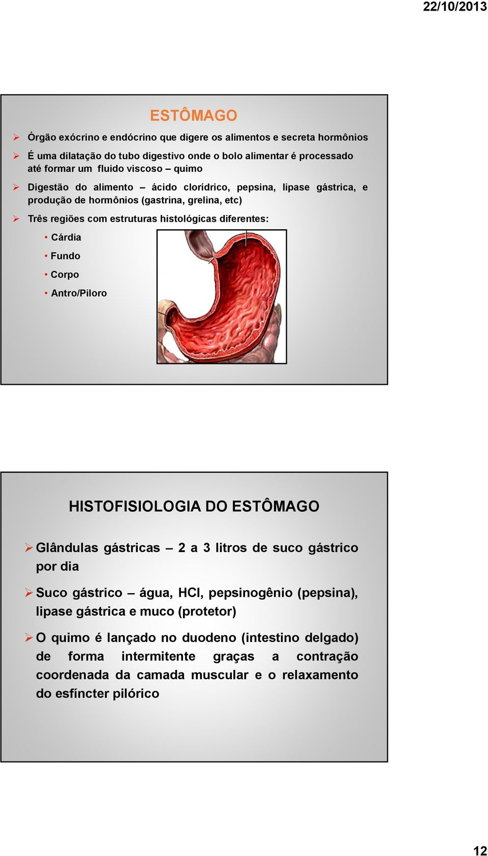 Cárdia Fundo Corpo Antro/Piloro HISTOFISIOLOGIA DO ESTÔMAGO Glândulas gástricas 2 a 3 litros de suco gástrico por dia Suco gástrico água, HCl, pepsinogênio (pepsina), lipase