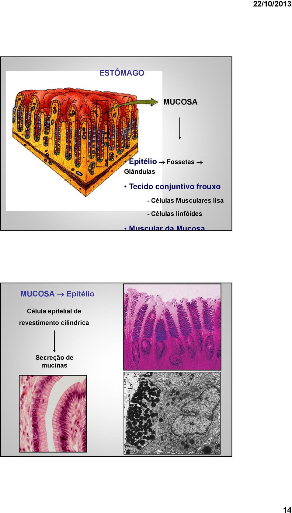 linfóides Muscular da Mucosa MUCOSA Epitélio Célula