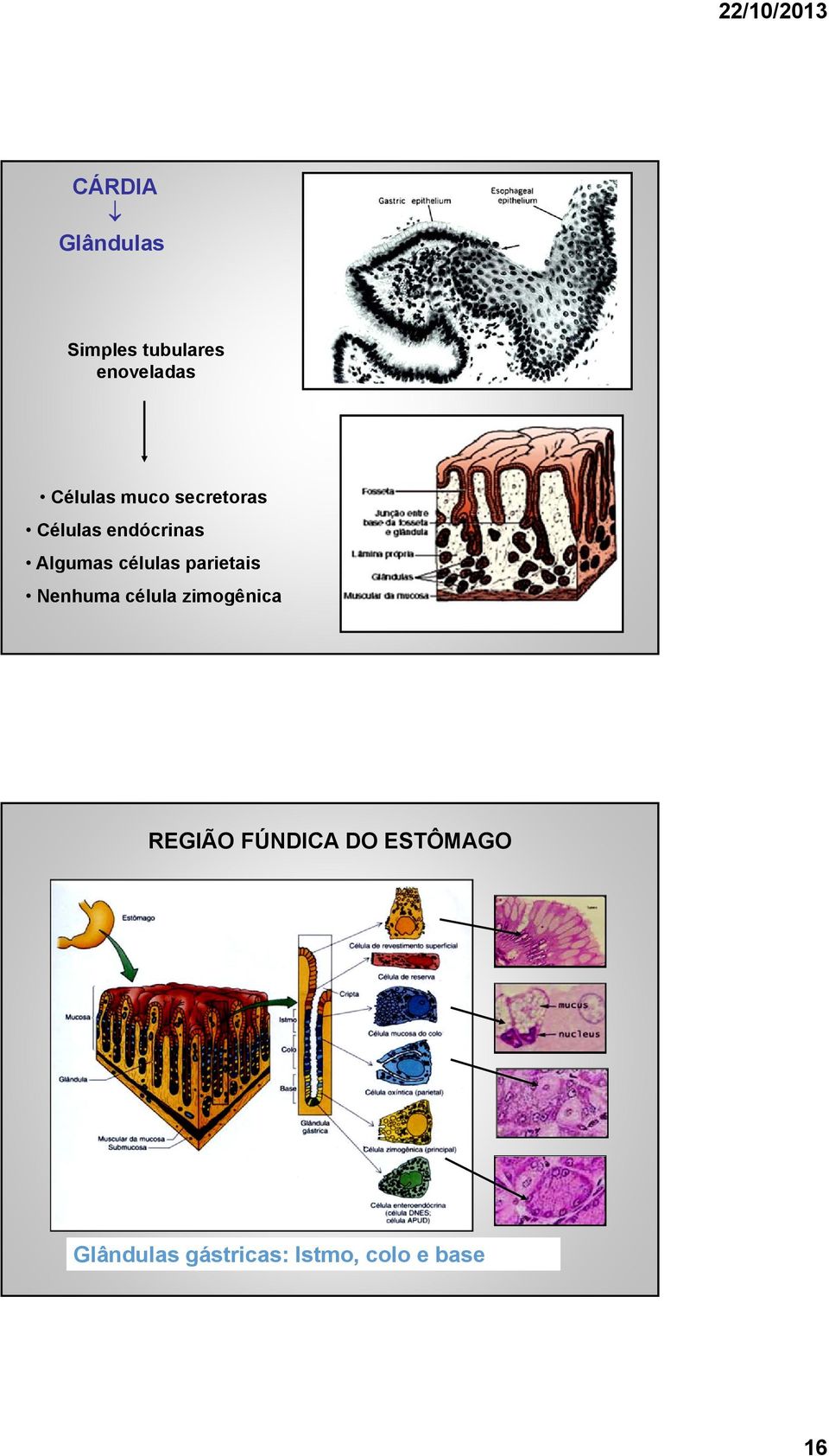 células parietais Nenhuma célula zimogênica REGIÃO