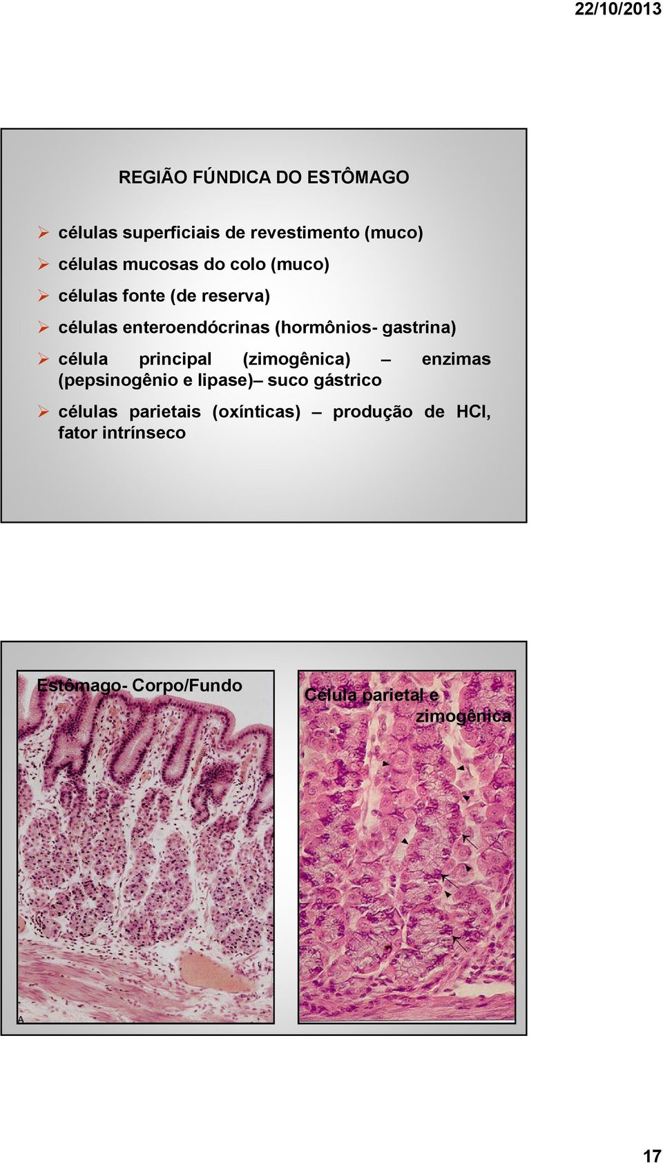principal (zimogênica) enzimas (pepsinogênio e lipase) suco gástrico células parietais
