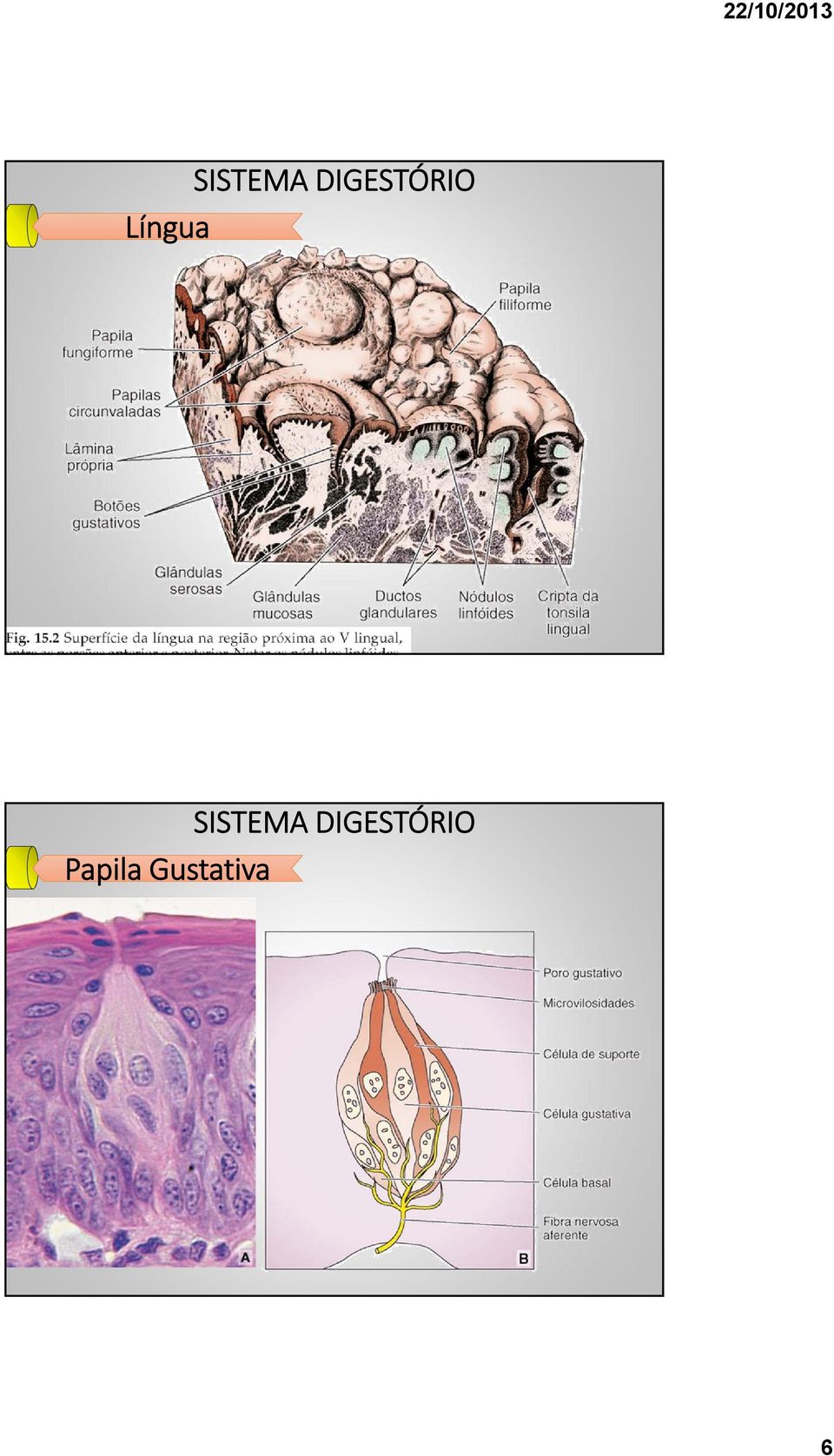 Gustativa