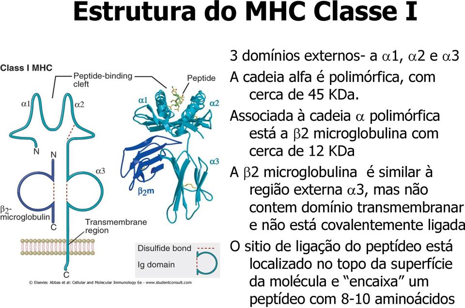 região externa 3, mas não contem domínio transmembranar e não está covalentemente ligada O sitio de