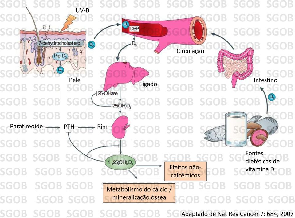 Fontes dietéticas de vitamina D Metabolismo do