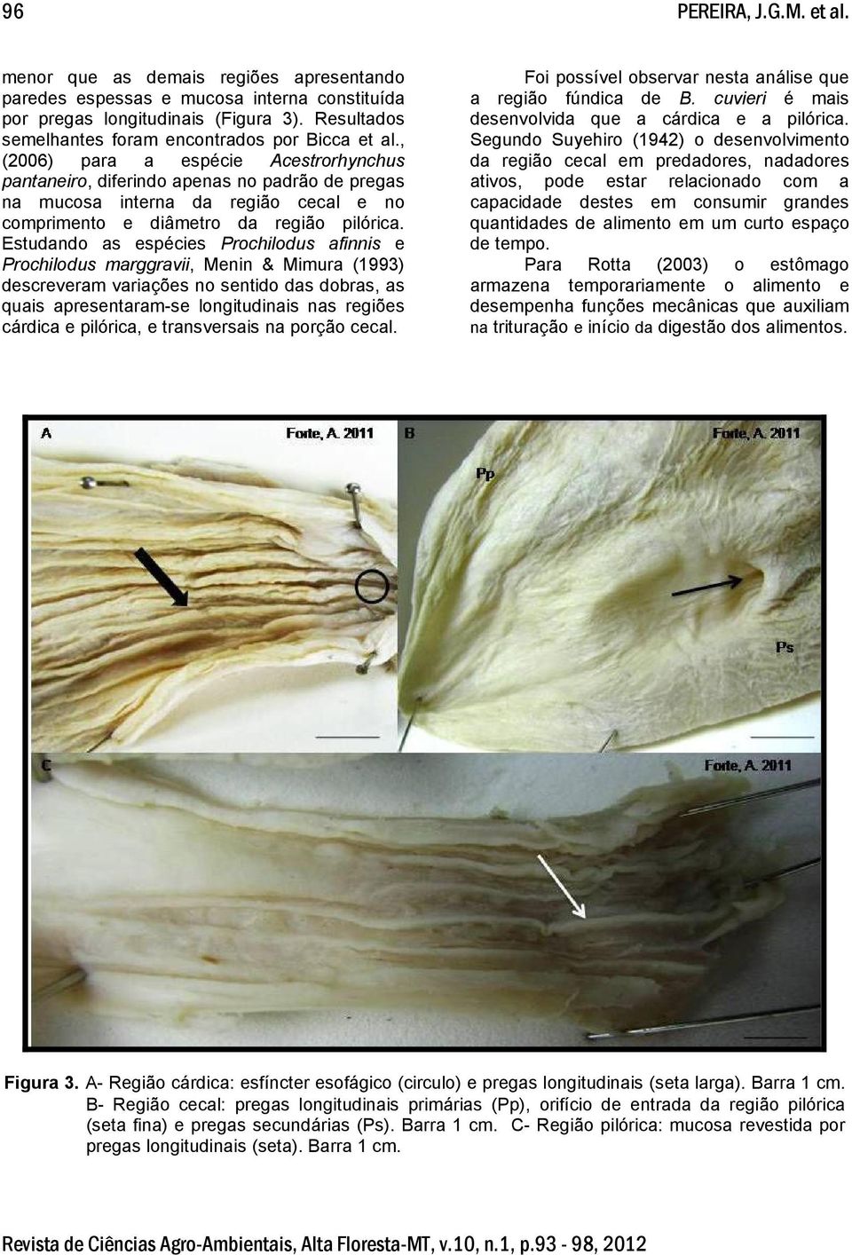 , (2006) para a espécie Acestrorhynchus pantaneiro, diferindo apenas no padrão de pregas na mucosa interna da região cecal e no comprimento e diâmetro da região pilórica.