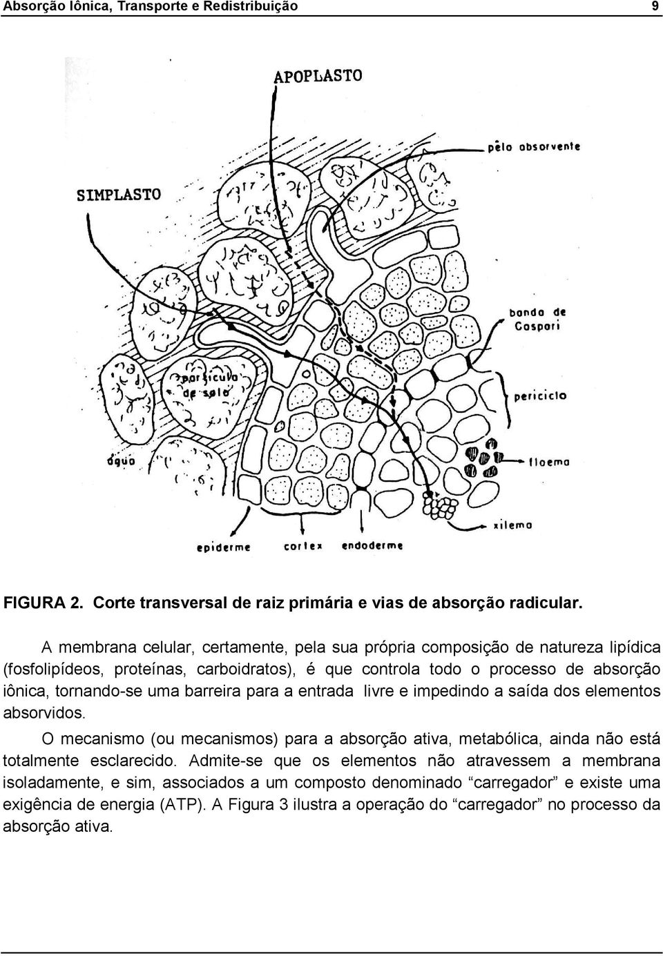 tornandose uma barreira para a entrada livre e impedindo a saída dos elementos absorvidos.