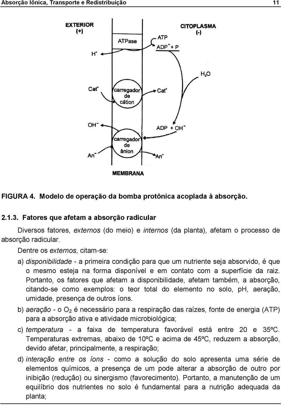 Dentre os externos, citamse: a) disponibilidade a primeira condição para que um nutriente seja absorvido, é que o mesmo esteja na forma disponível e em contato com a superfície da raiz.