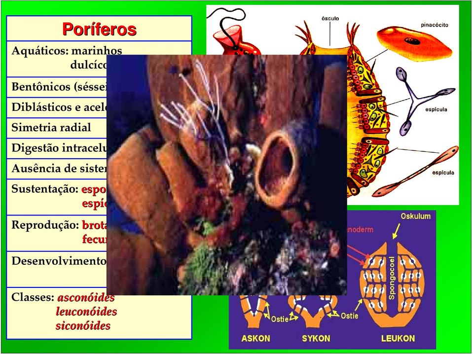 funcionais Sustentação: espongina espículas Reprodução: brotamento