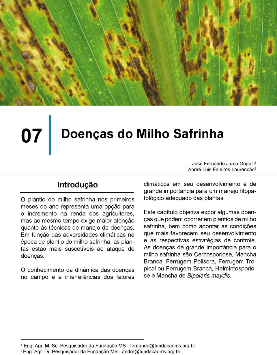 Em função das adversidades climáticas na época de plantio do milho safrinha, as plantas estão mais suscetíveis ao ataque de doenças.