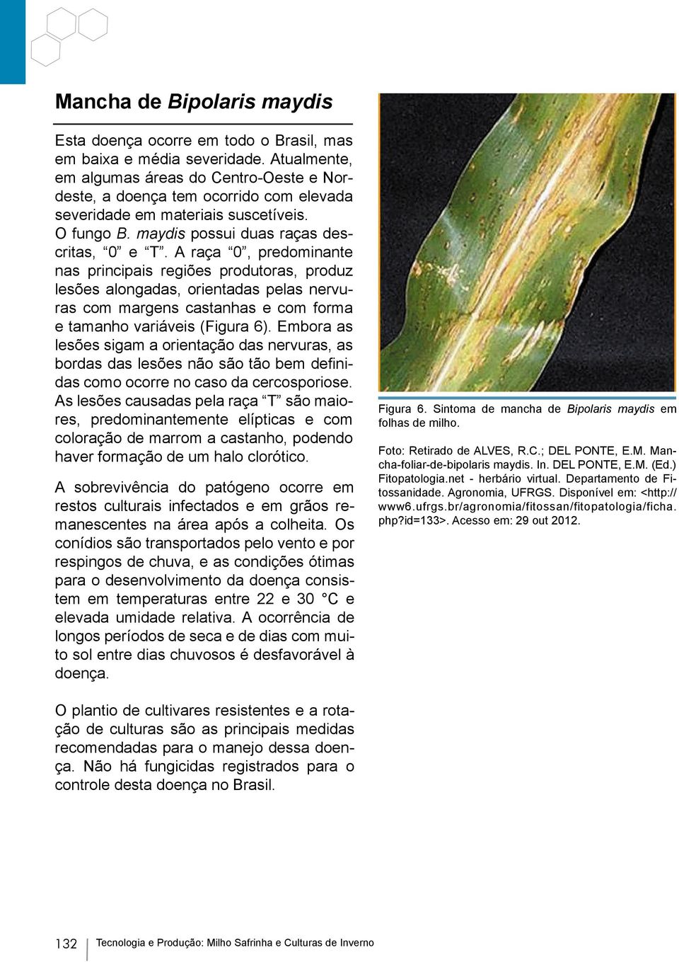 A raça 0, predominante nas principais regiões produtoras, produz lesões alongadas, orientadas pelas nervuras com margens castanhas e com forma e tamanho variáveis (Figura 6).