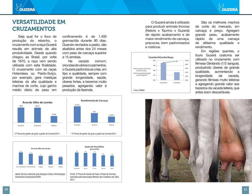 O cruzamento com as raças Holandesa ou Pardo-Suíço, por exemplo, gera mestiças leiteiras de alta qualidade e machos de corte, cujo ganho médio diário de peso em confinamento é de 1.