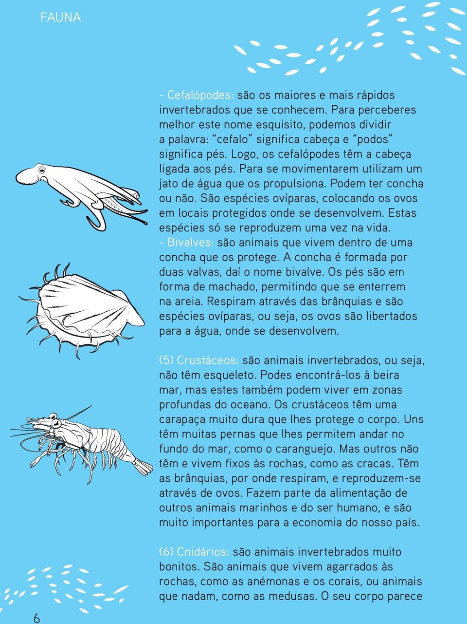 São espécies ovíparas, colocando os ovos em locais protegidos onde se desenvolvem. Estas espécies só se reproduzem uma vez na vida.