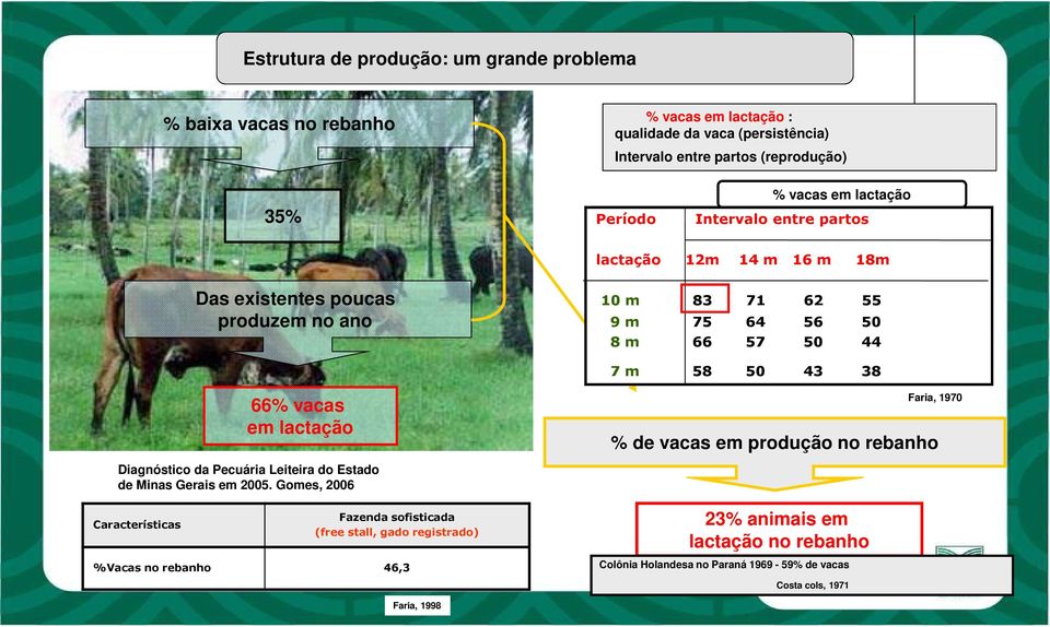 66% vacas em lactação Diagnóstico da Pecuária Leiteira do Estado de Minas Gerais em 2005.