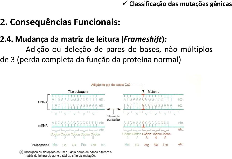 Mudança da matriz de leitura(frameshift): Adição ou