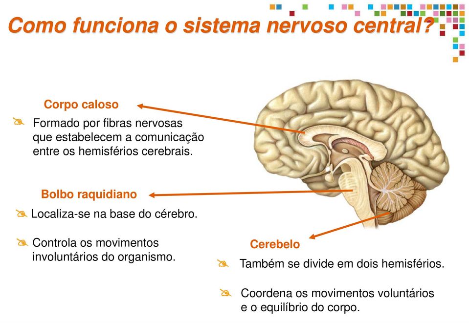 hemisférios cerebrais. Bolbo raquidiano Localiza-se na base do cérebro.