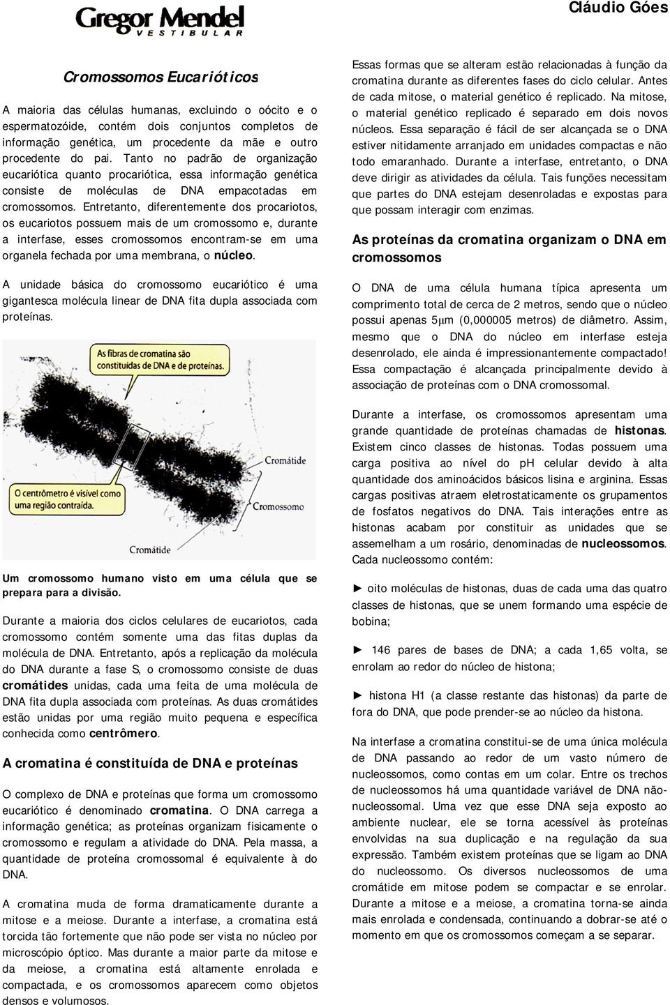 Entretanto, diferentemente dos procariotos, os eucariotos possuem mais de um cromossomo e, durante a interfase, esses cromossomos encontram-se em uma organela fechada por uma membrana, o núcleo.