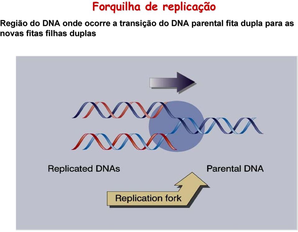 do DNA parental fita dupla