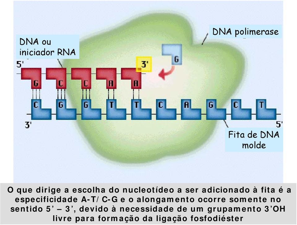 A-T/C-G e o alongamento ocorre somente no sentido 5 3, devido à