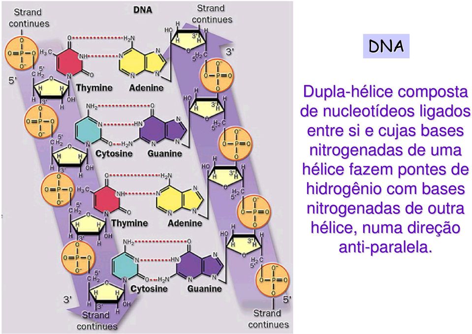 fazem pontes de hidrogênio com bases nitrogenadas