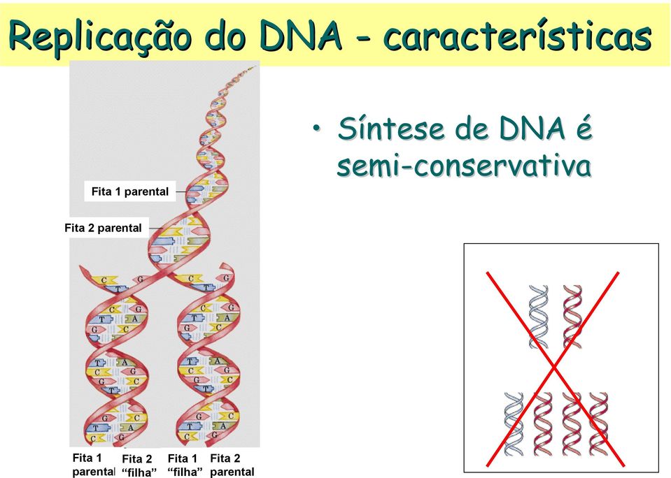 semi-conservativa Fita 2 parental Fita