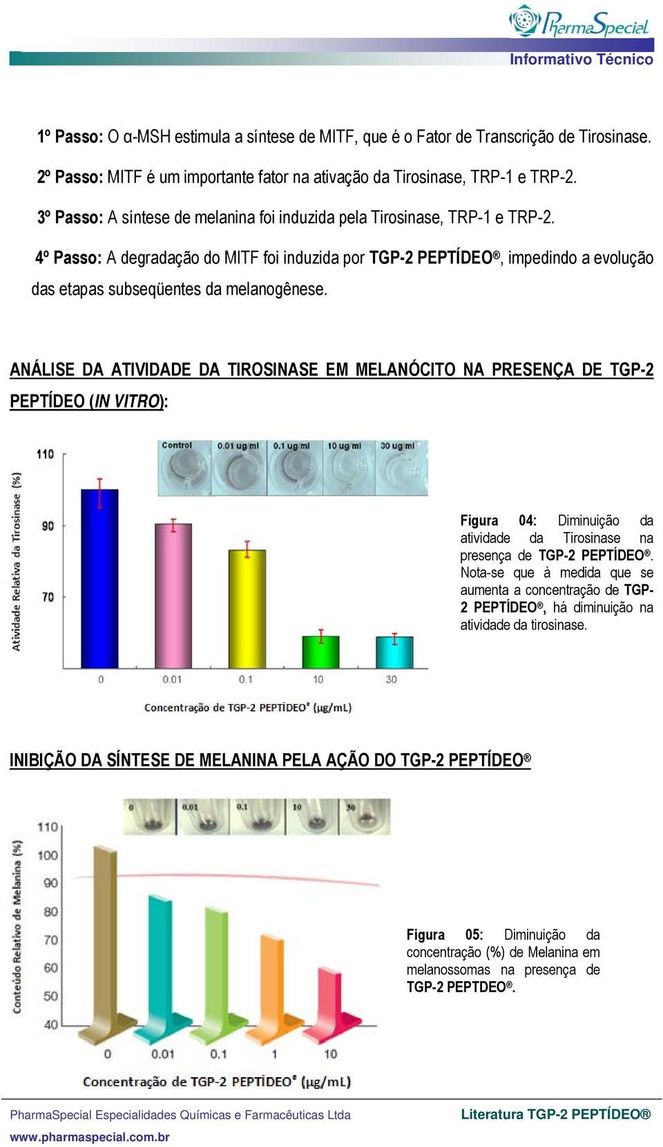4º Passo: A degradação do MITF foi induzida por TGP-2 PEPTÍDEO, impedindo a evolução das etapas subseqüentes da melanogênese.