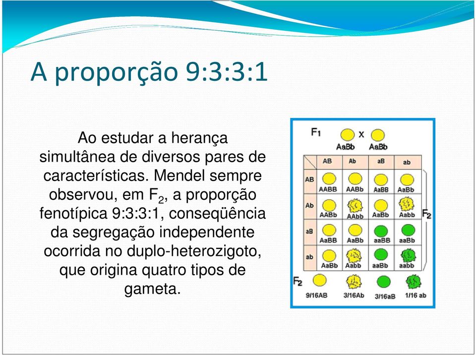 Mendel sempre observou, em F 2, a proporção fenotípica 9:3:3:1,