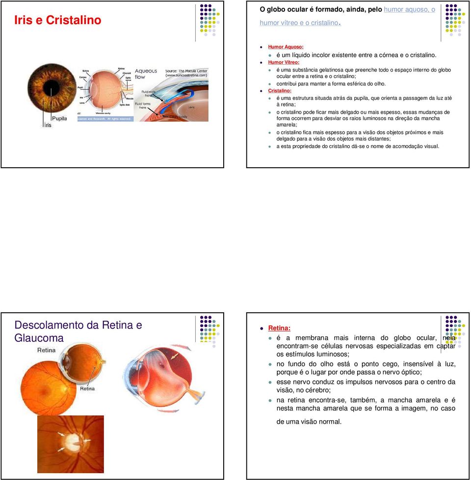 Cristalino: é uma estrutura situada atrás da pupila, que orienta a passagem da luz até à retina; o cristalino pode ficar mais delgado ou mais espesso, essas mudanças de forma ocorrem para desviar os