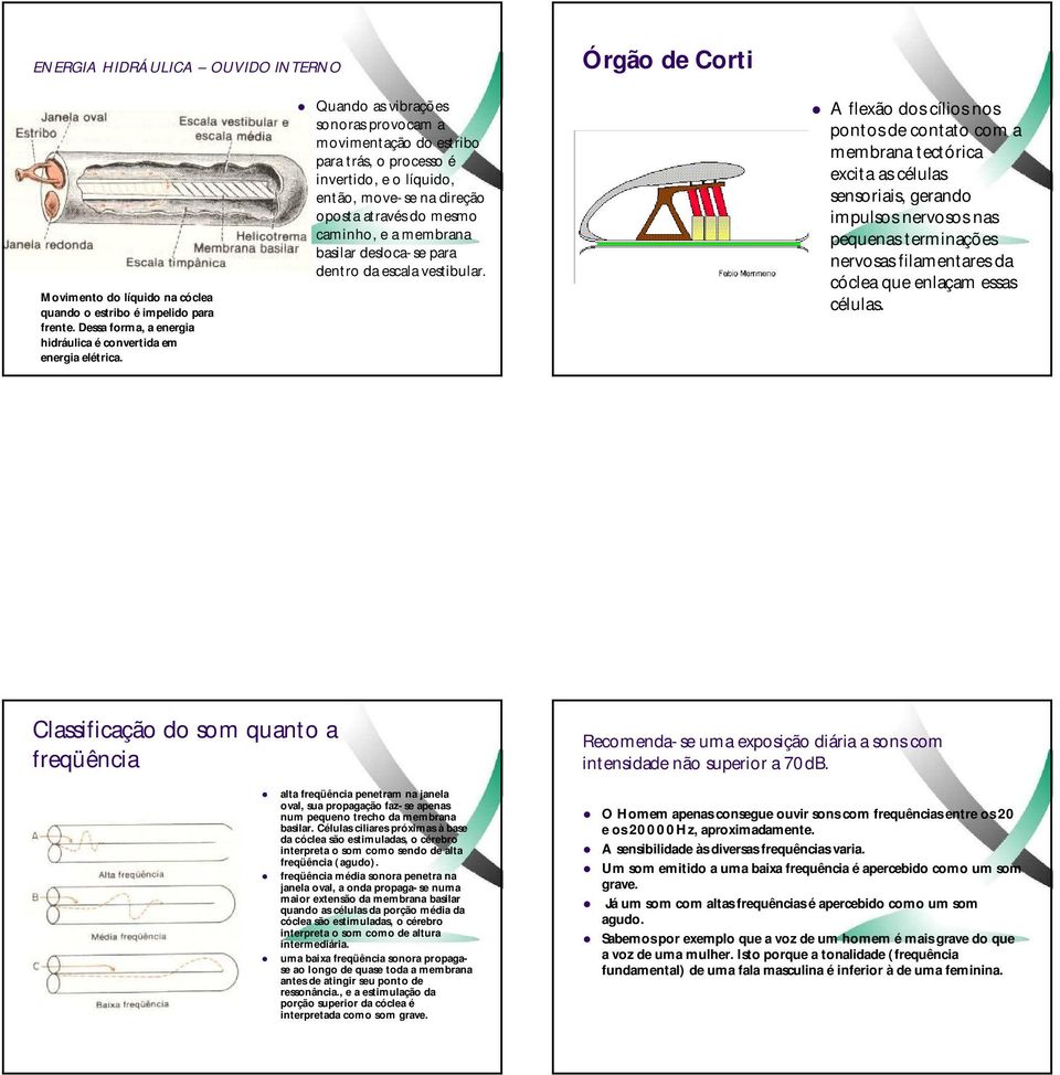 desloca-se para dentro da escala vestibular.