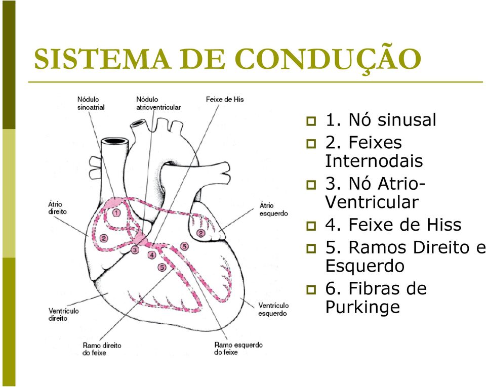 Nó Atrio- Ventricular 4.