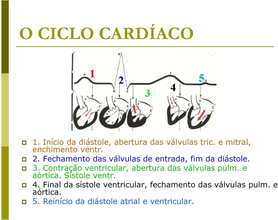 Contração ventricular, abertura das válvulas pulm. e aórtica. Sístole ventr. 4.