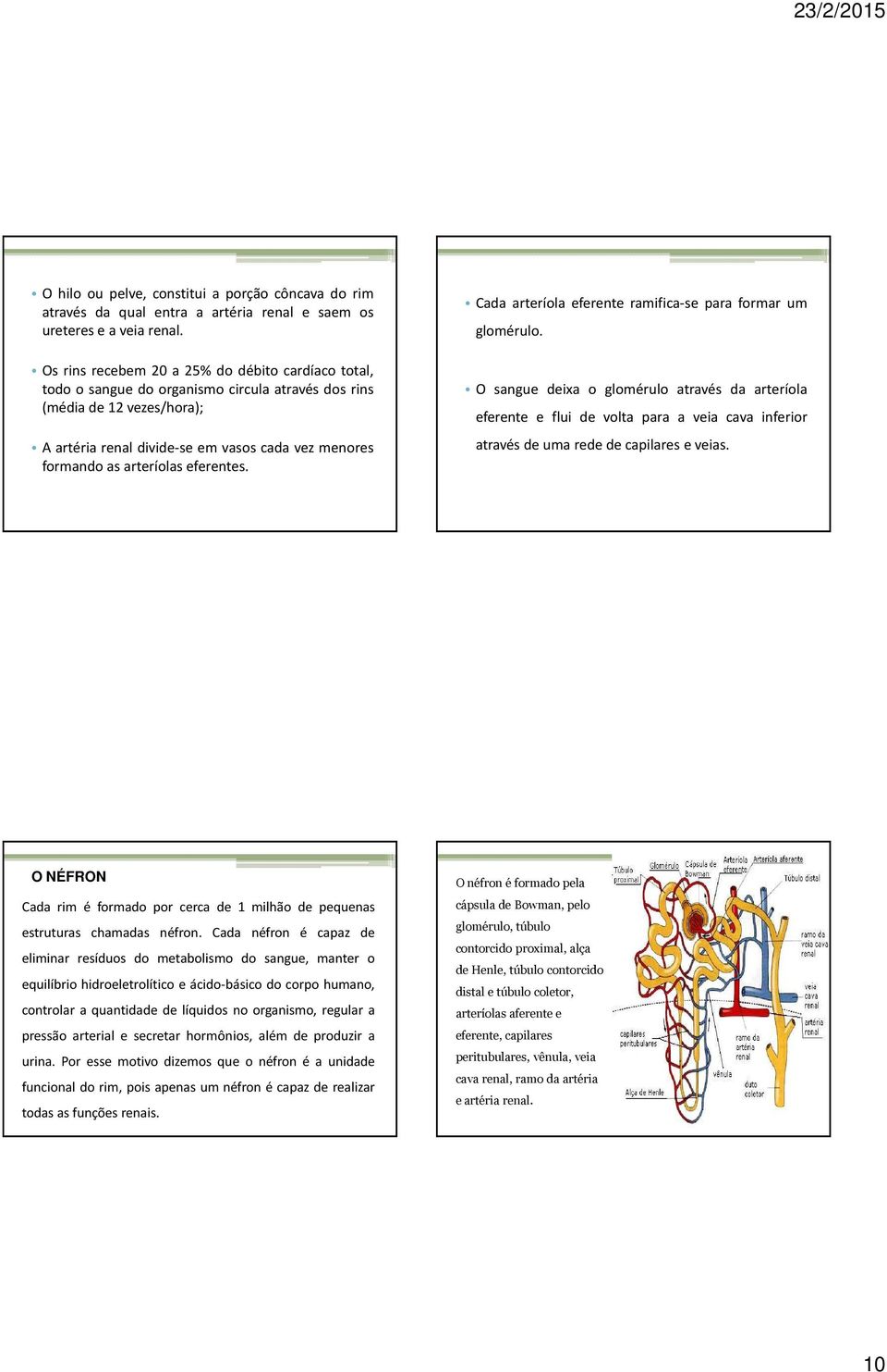 arteríolas eferentes. Cada arteríola eferente ramifica-se para formar um glomérulo.