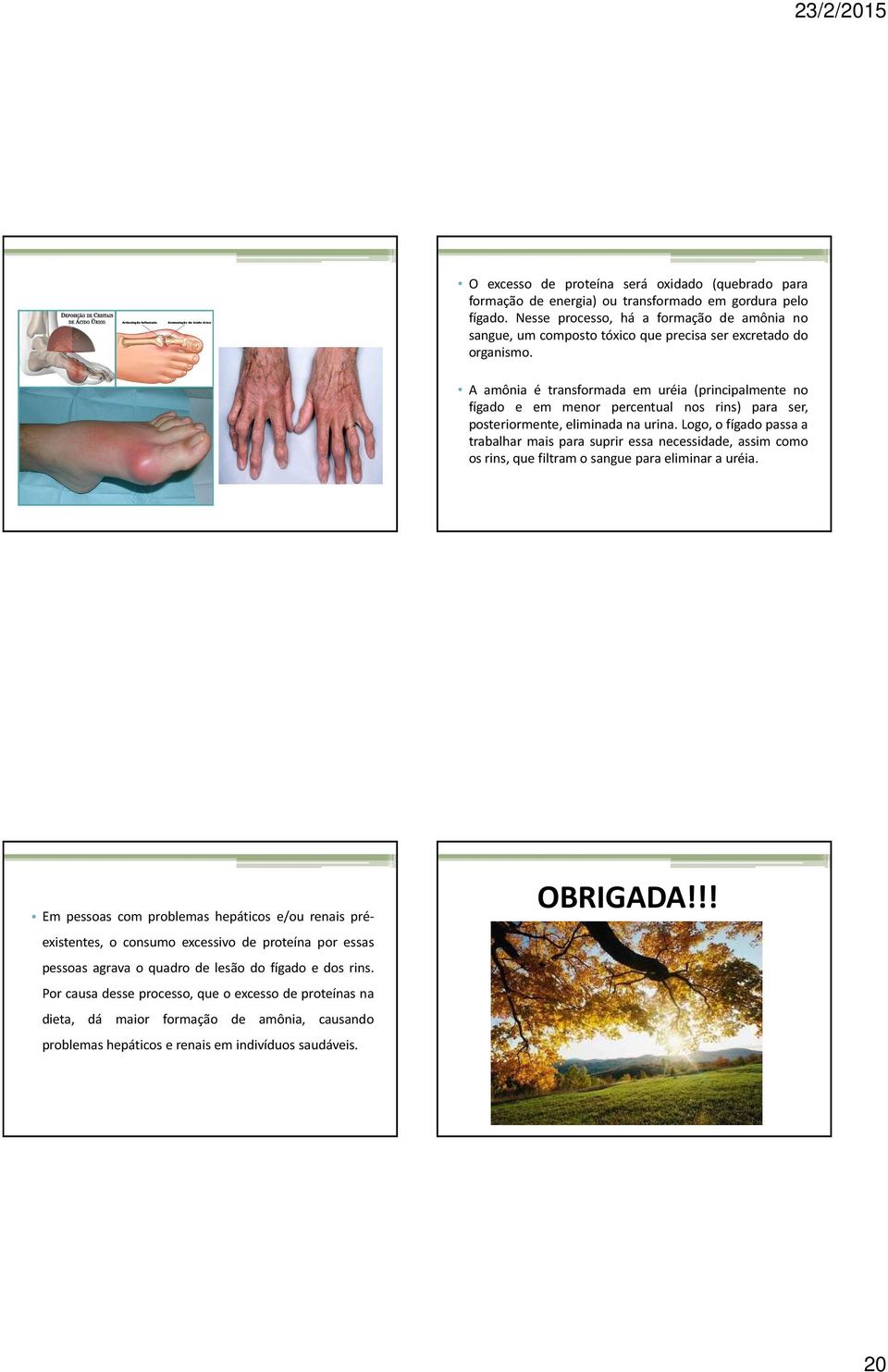 A amônia é transformada em uréia (principalmente no fígado e em menor percentual nos rins) para ser, posteriormente, eliminada na urina.