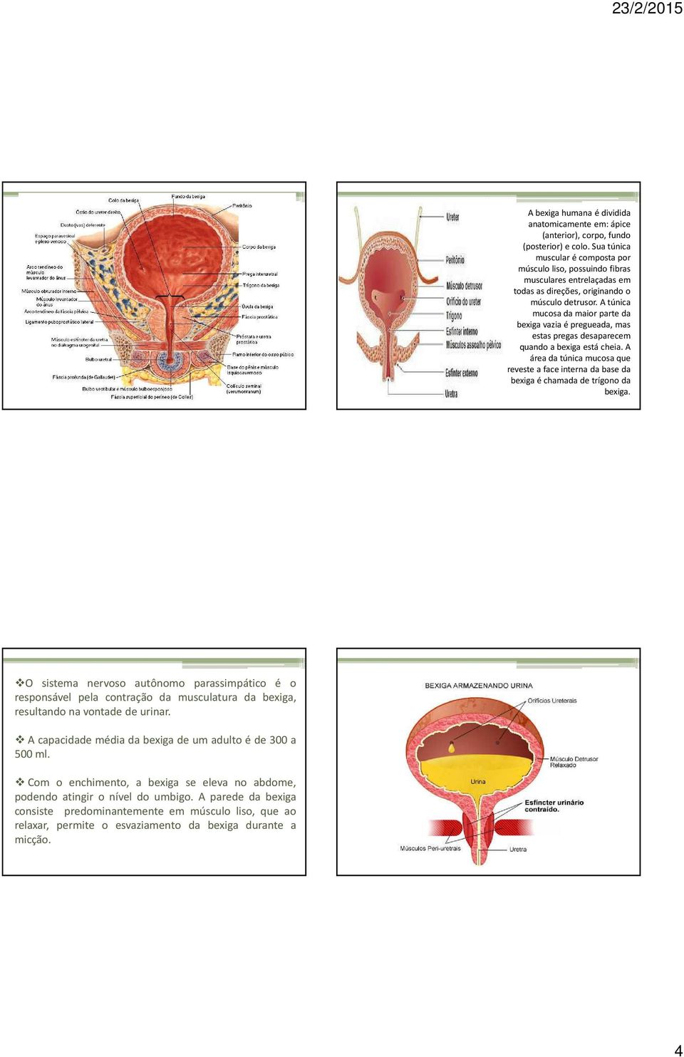 A túnica mucosa da maior parte da bexiga vazia é pregueada, mas estas pregas desaparecem quando a bexiga está cheia.