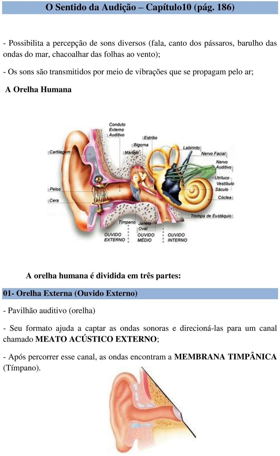 sons são transmitidos por meio de vibrações que se propagam pelo ar; A Orelha Humana A orelha humana é dividida em três partes: 01- Orelha