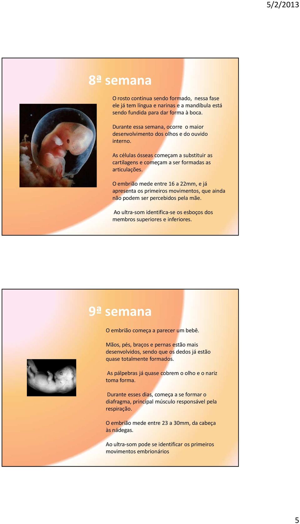 O embrião mede entre 16 a 22mm, e já apresenta os primeiros movimentos, que ainda não podem ser percebidos pela mãe. Ao ultra-somidentifica-se os esboços dos membros superiores e inferiores.