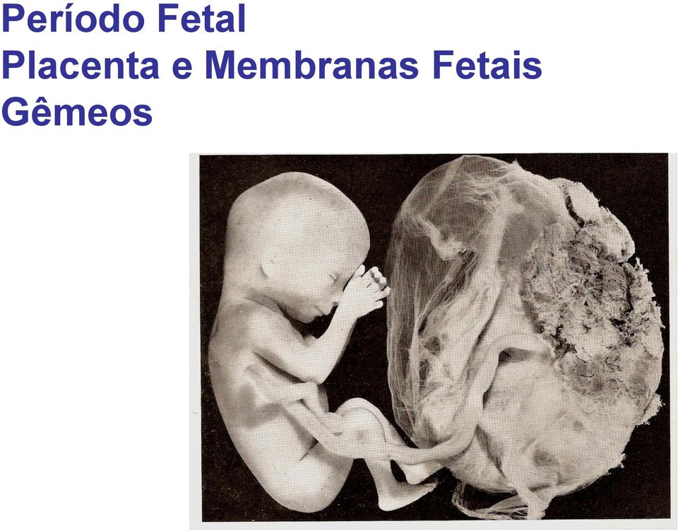 Placenta e