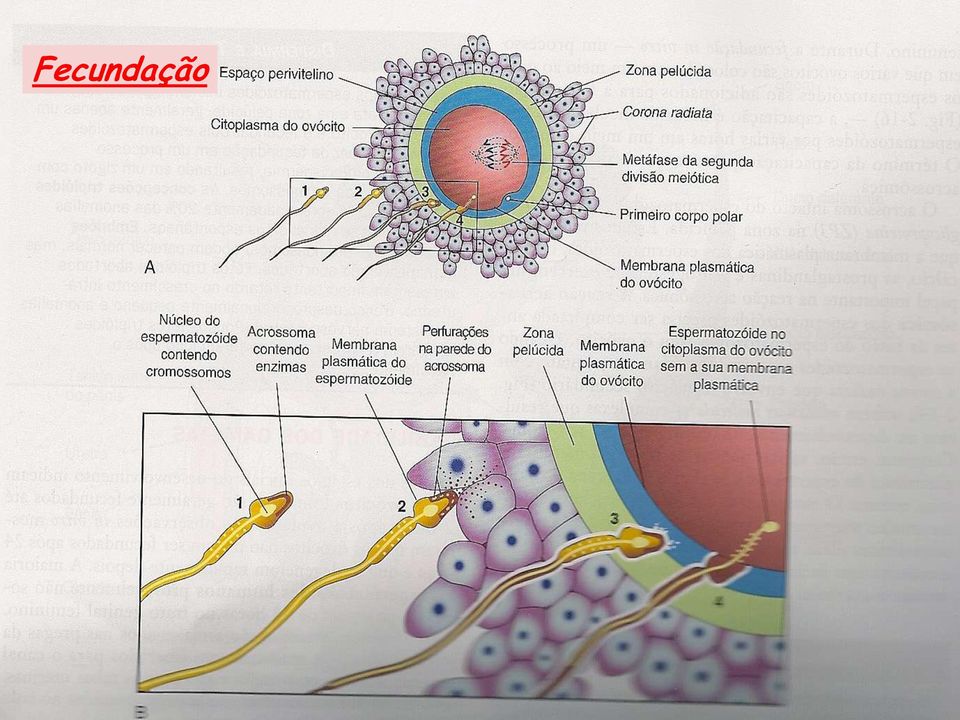 classes de