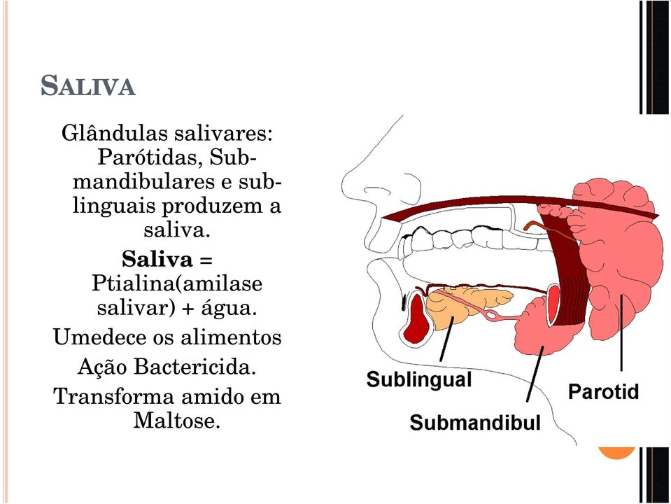 Saliva = Ptialina(amilase salivar) + água.