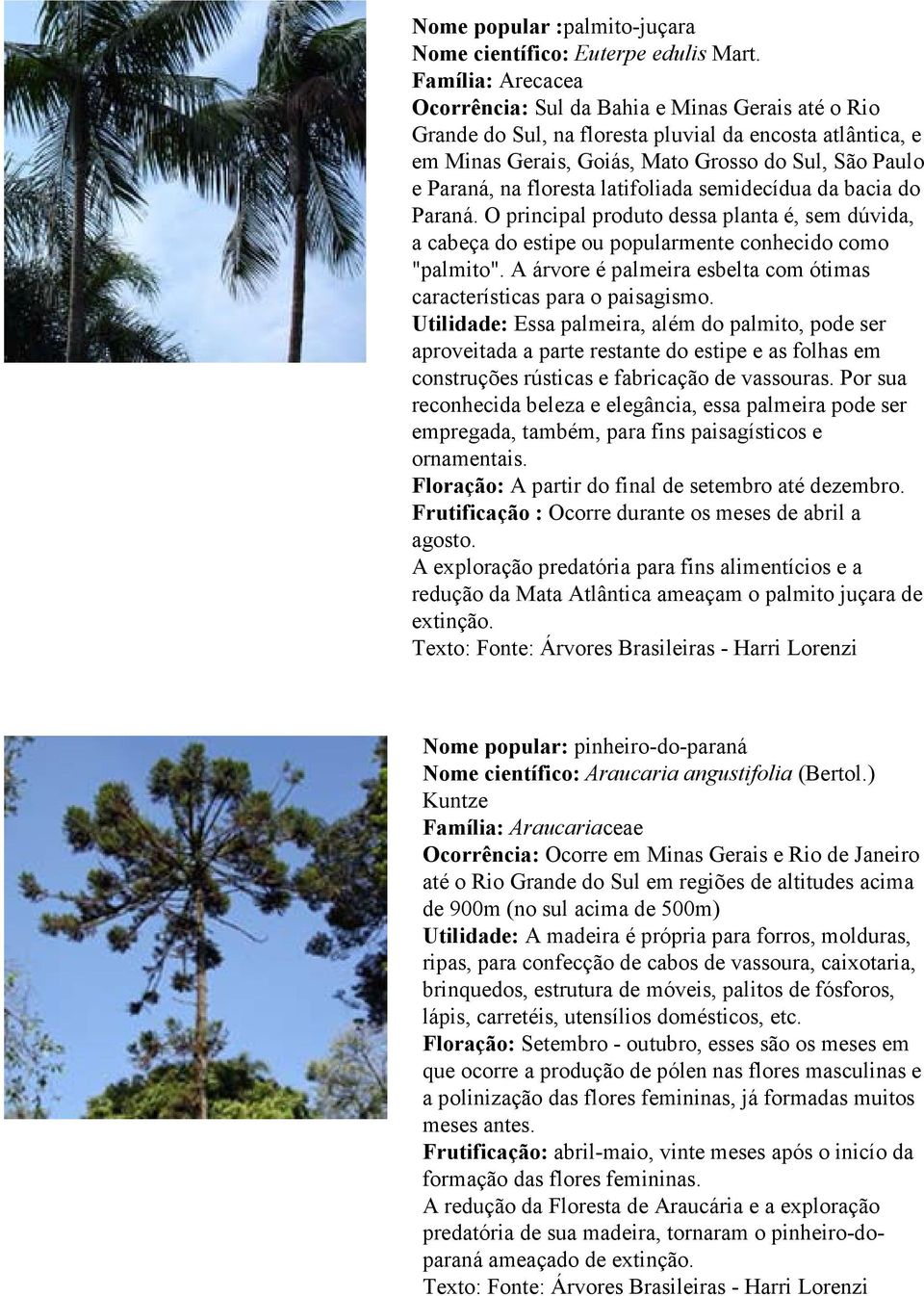 floresta latifoliada semidecídua da bacia do Paraná. O principal produto dessa planta é, sem dúvida, a cabeça do estipe ou popularmente conhecido como "palmito".