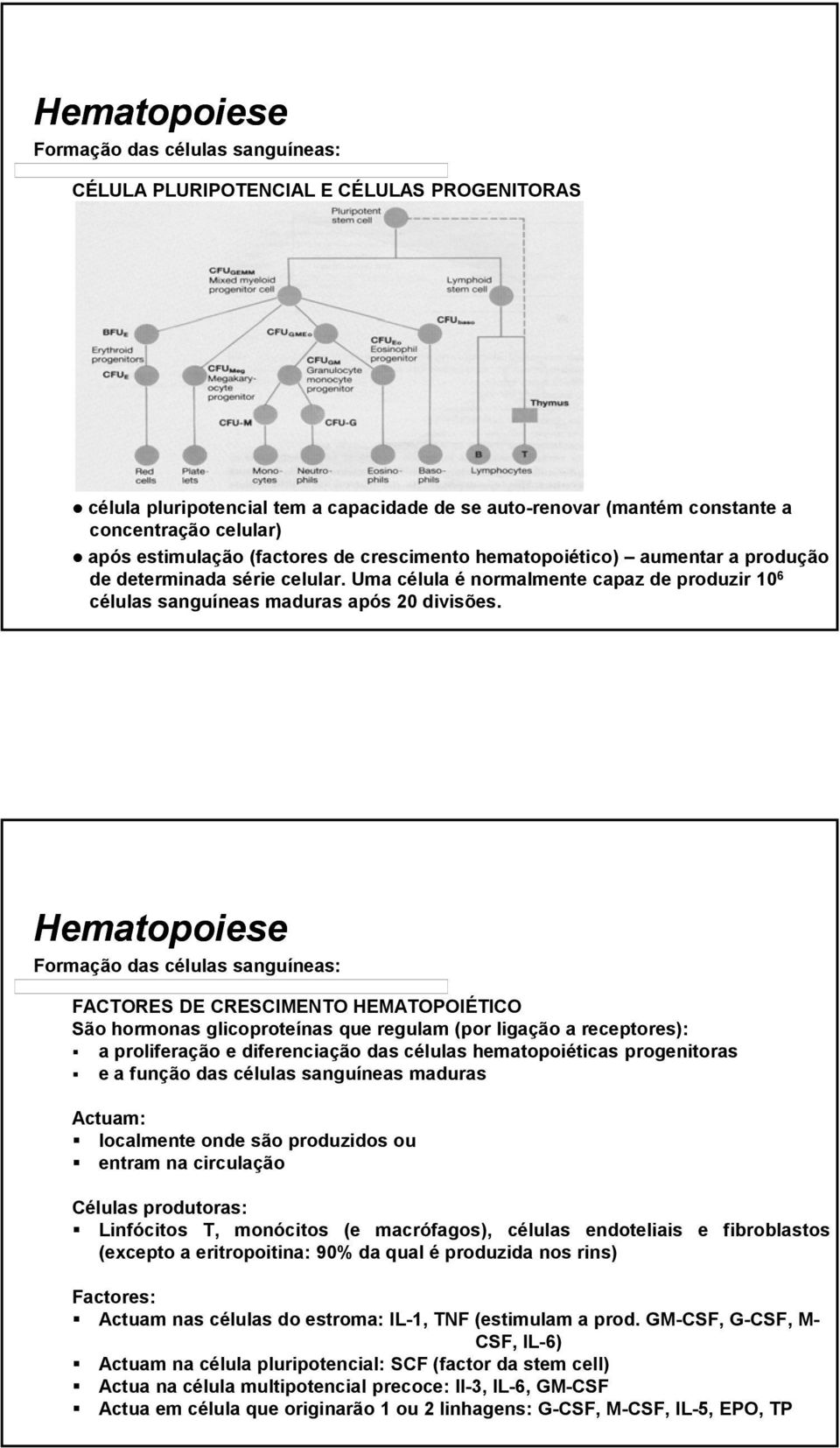 FACTORES DE CRESCIMENTO HEMATOPOIÉTICO São hormonas glicoproteínas que regulam (por ligação a receptores): a proliferação e diferenciação das células hematopoiéticas progenitoras e a função das